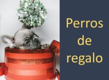 Perros de regalo, perros abandonados, perro abandonado, regalo perro, perro de regalo